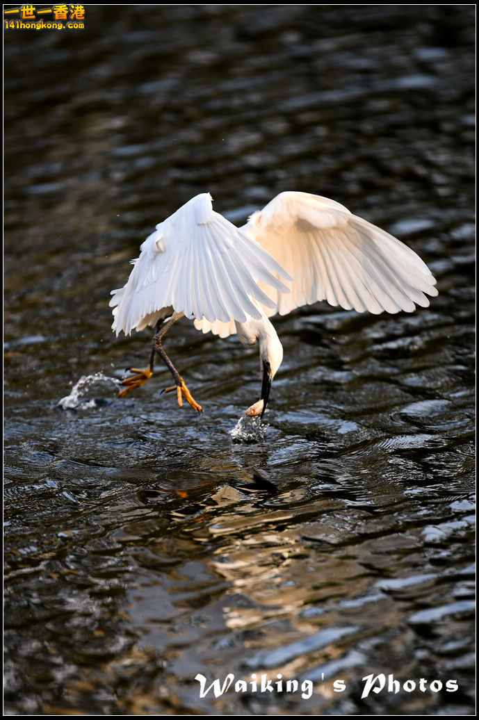 150124 Birds - 0021.jpg