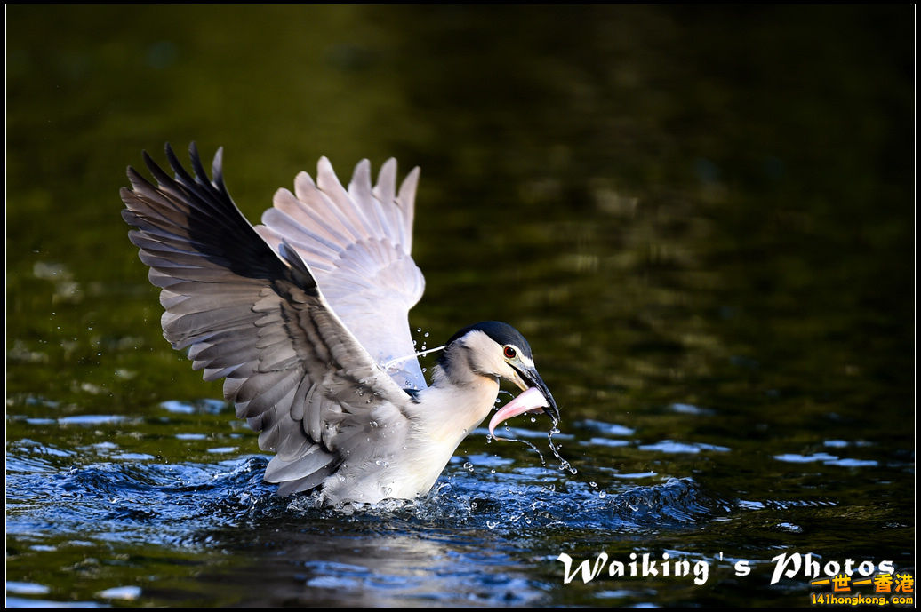 150124 Birds - 0023.jpg