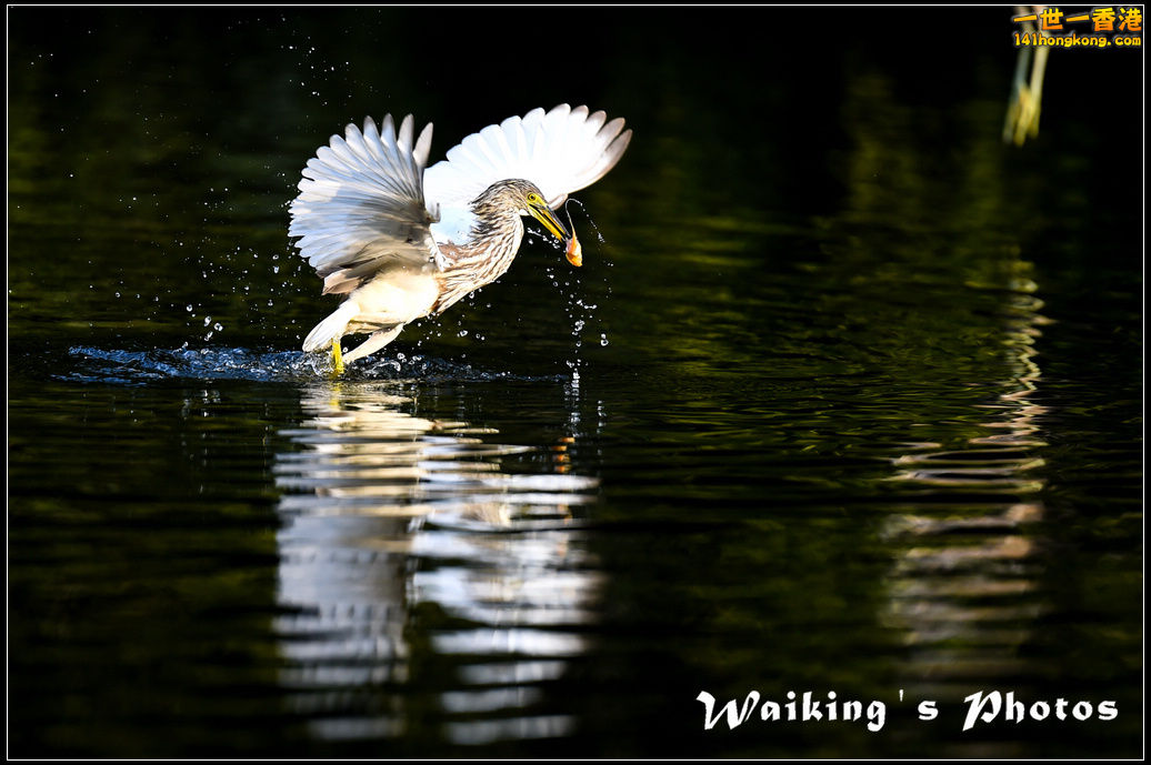 150124 Birds - 0025.jpg