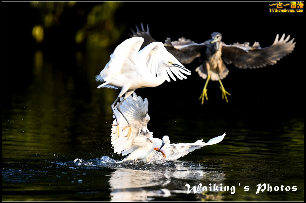150124 Birds - 0026.jpg