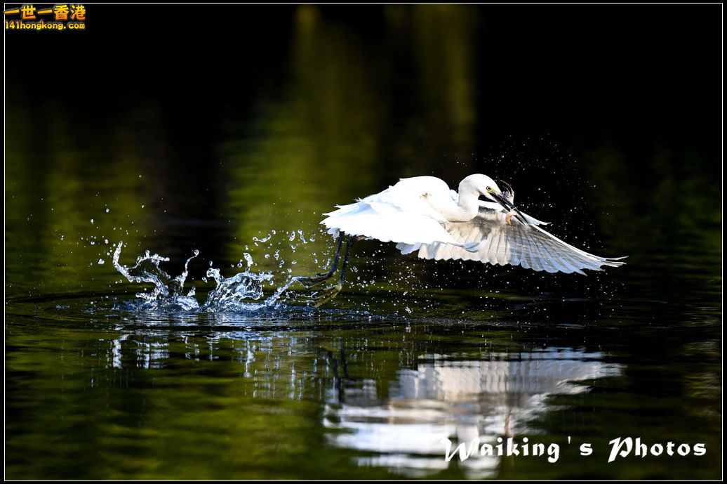 150124 Birds - 0027.jpg