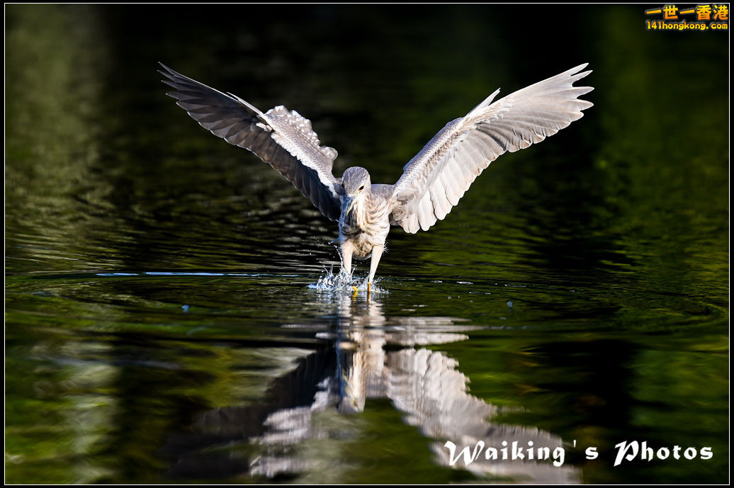 150124 Birds - 0028.jpg