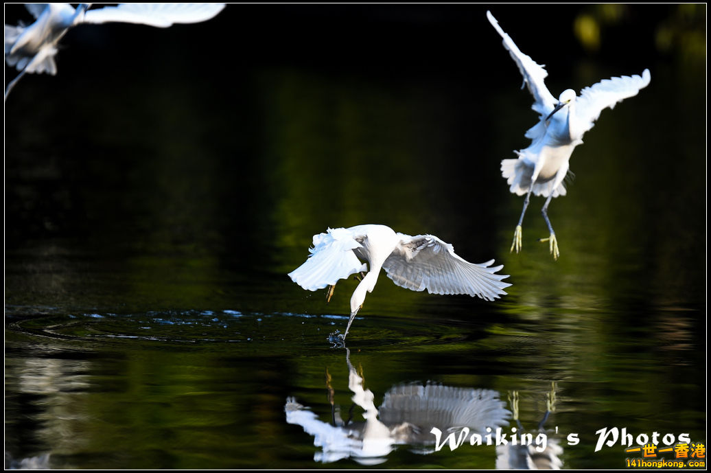 150124 Birds - 0030.jpg