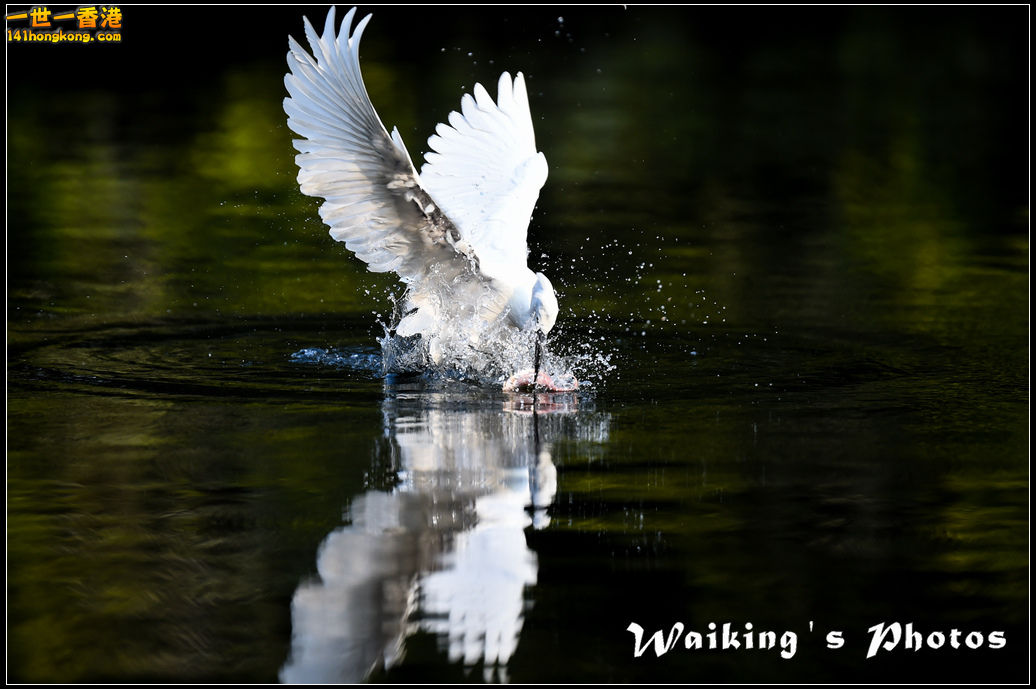 150124 Birds - 0031.jpg