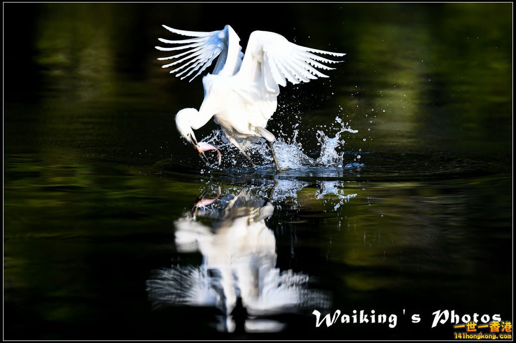 150124 Birds - 0032.jpg