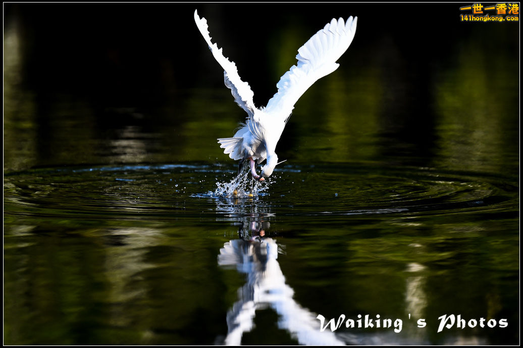 150124 Birds - 0033.jpg