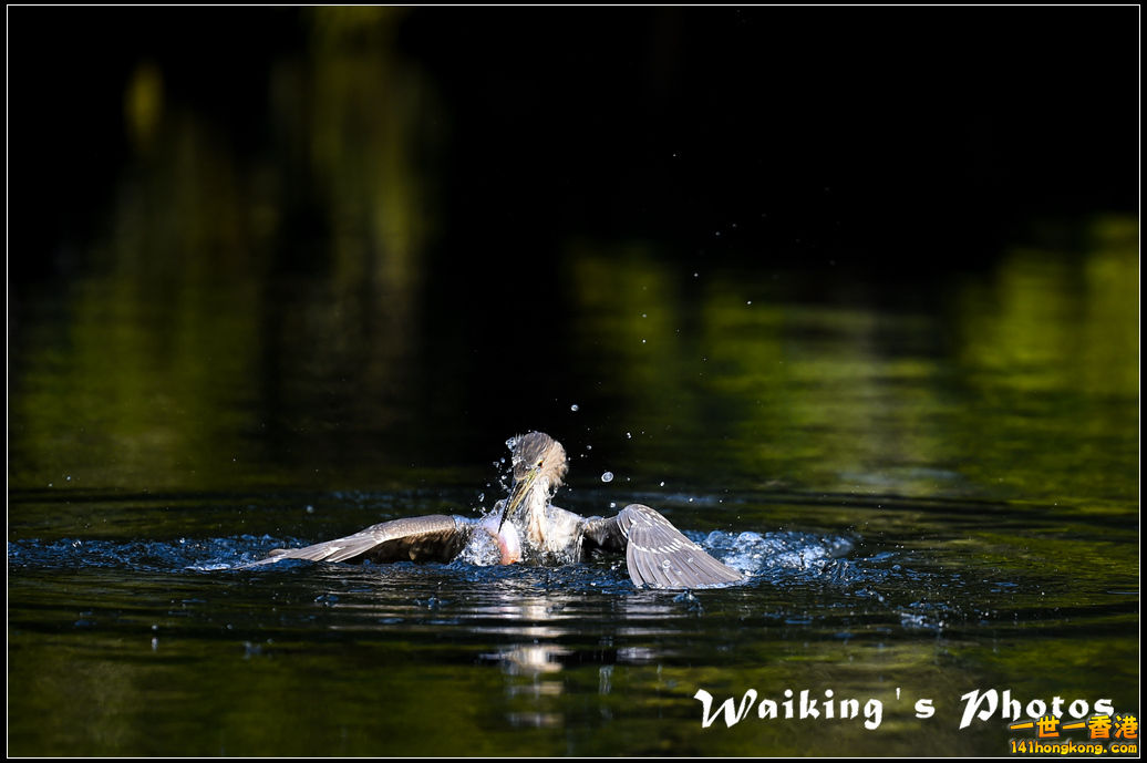 150124 Birds - 0034.jpg