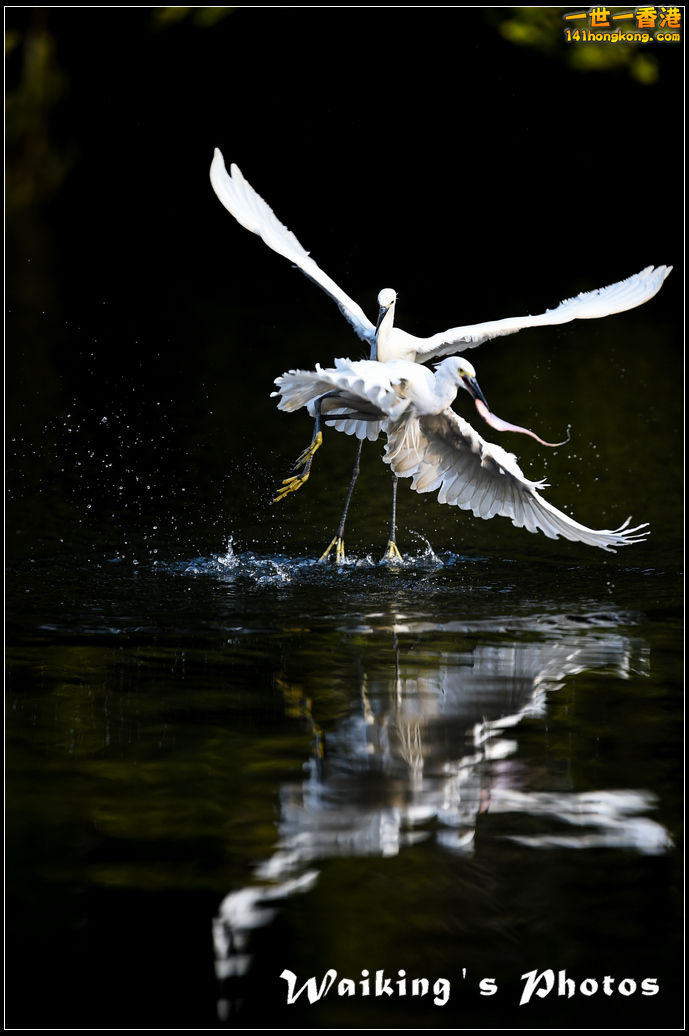 150124 Birds - 0035.jpg