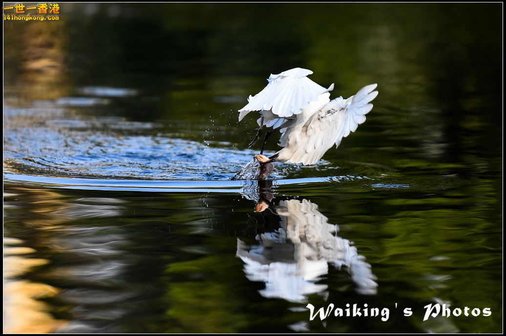 150124 Birds - 0037.jpg