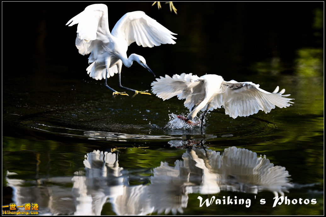 150124 Birds - 0038.jpg