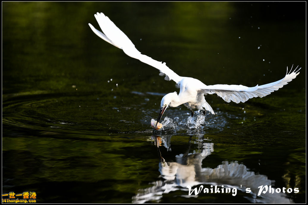 150124 Birds - 0039.jpg