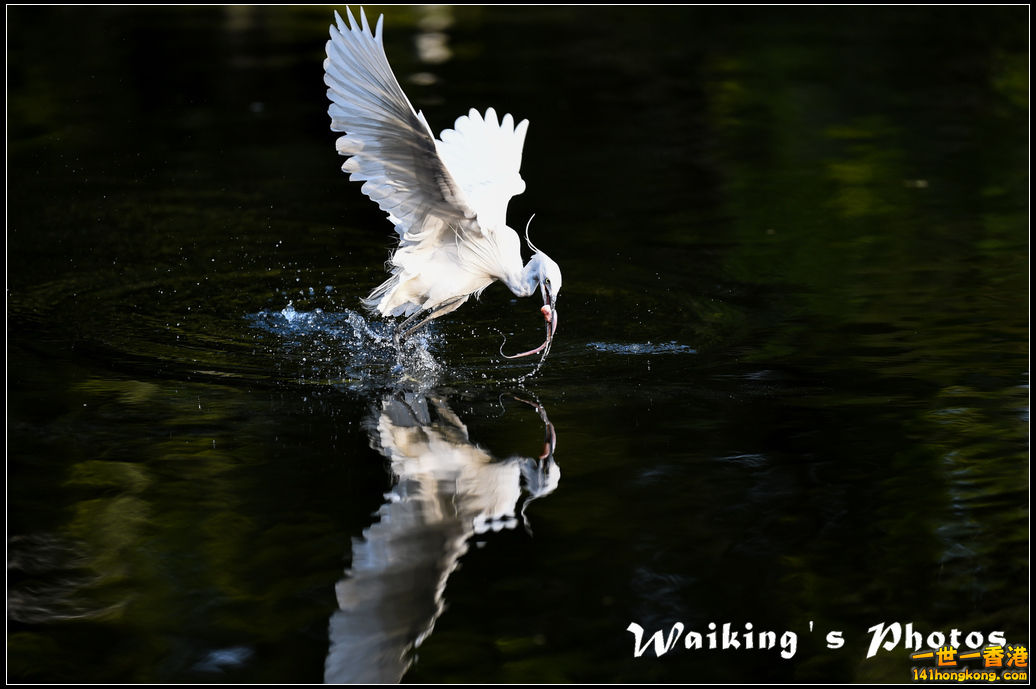 150124 Birds - 0040.jpg