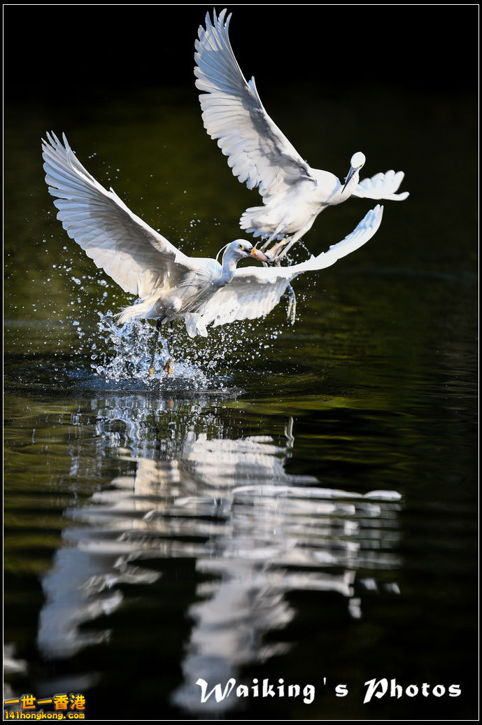 150124 Birds - 0042.jpg