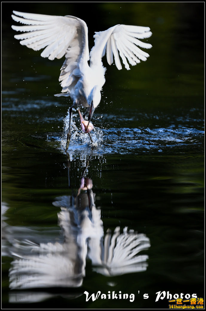 150124 Birds - 0043.jpg