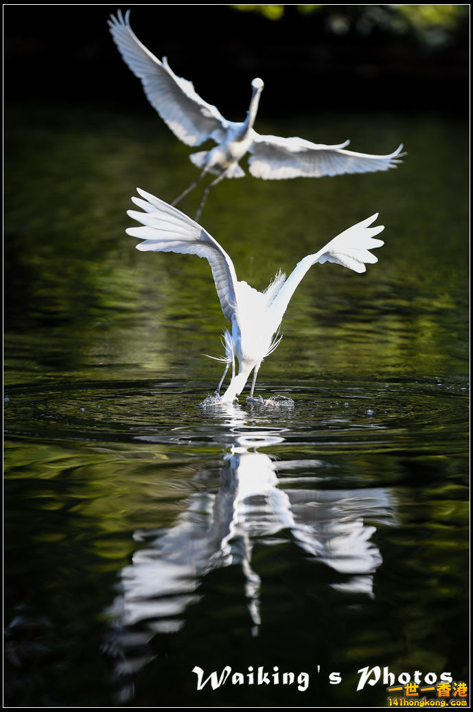 150124 Birds - 0044.jpg