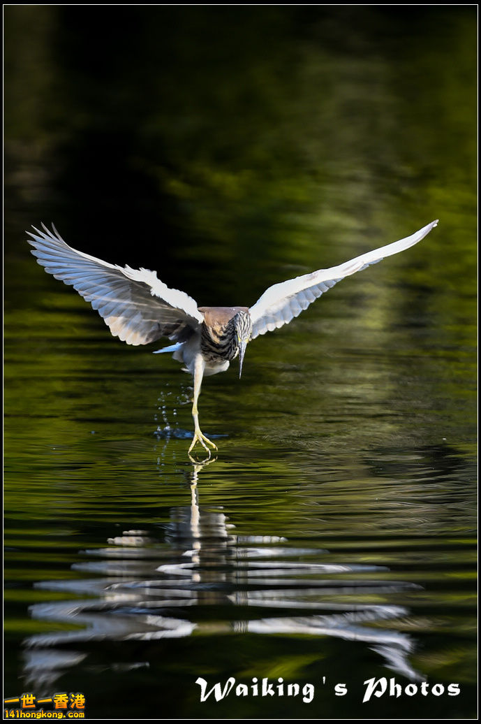 150124 Birds - 0045.jpg
