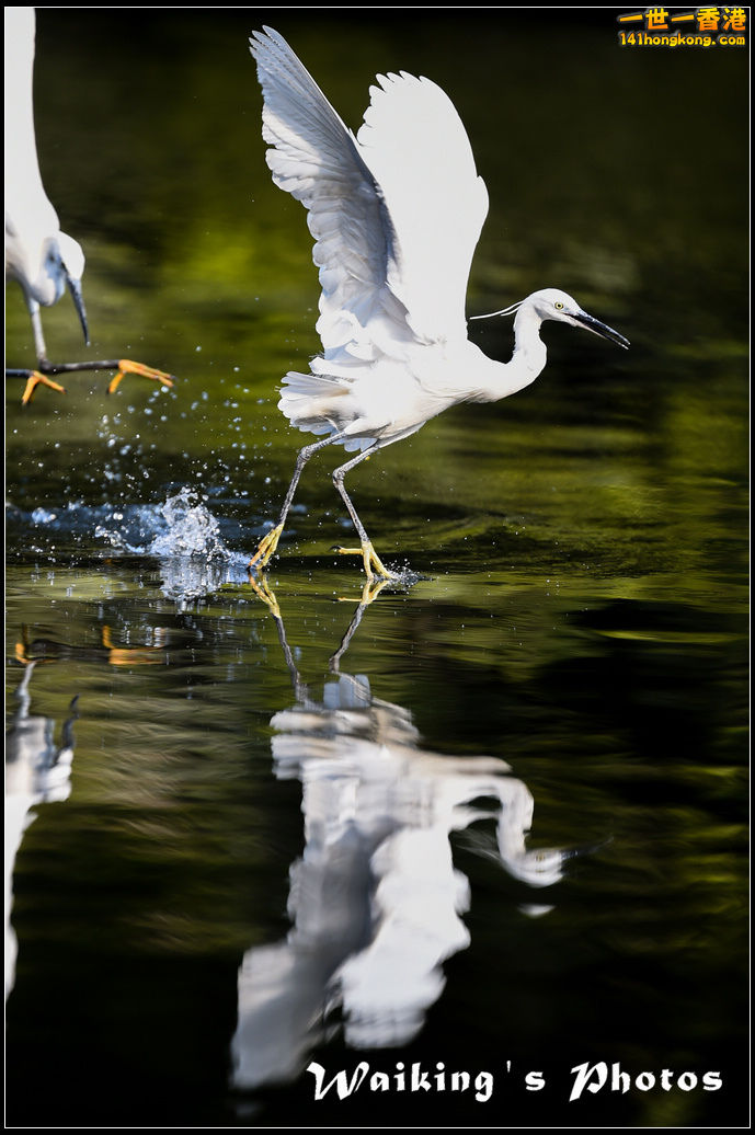 150124 Birds - 0047.jpg
