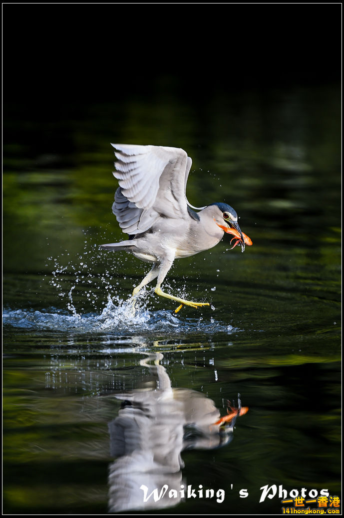 150124 Birds - 0048.jpg