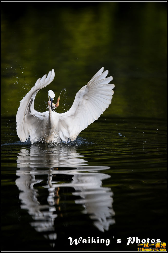 150124 Birds - 0050.jpg