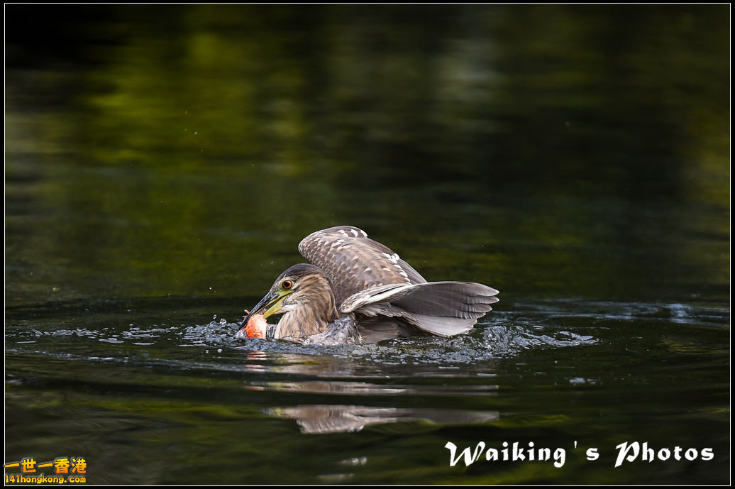 150124 Birds - 0054.jpg
