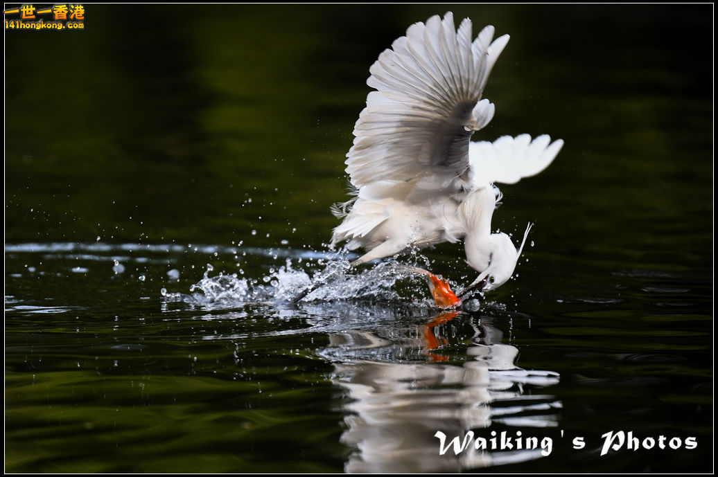 150124 Birds - 0055.jpg