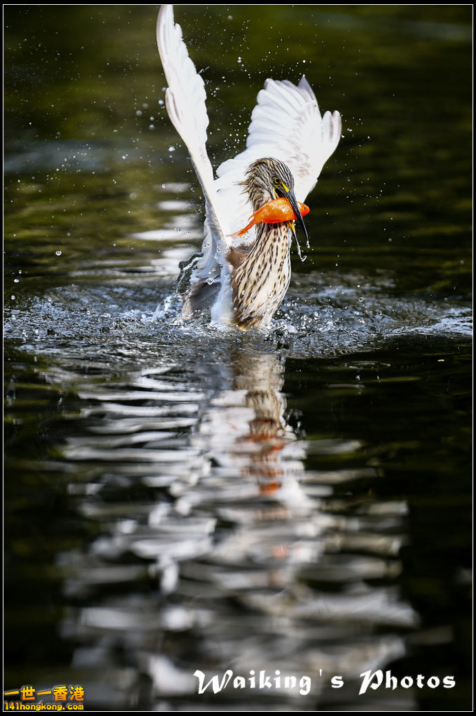150124 Birds - 0056.jpg