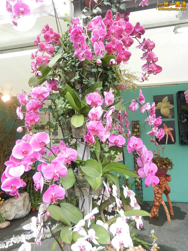 DSCN8607.JPG