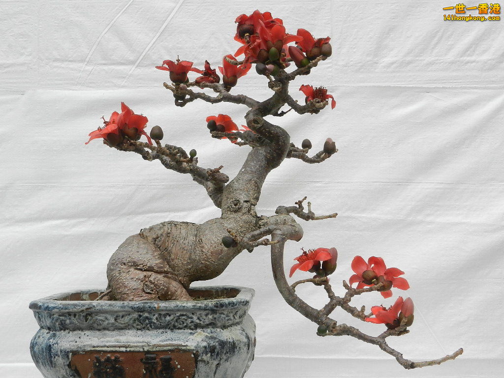 DSCN8630.JPG