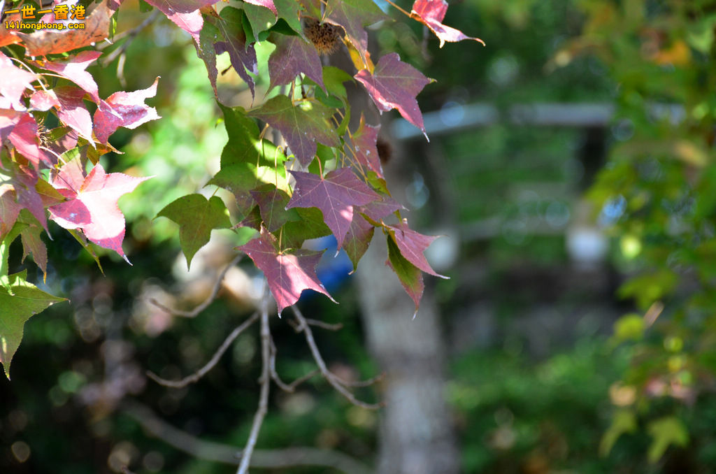 DSC_1003.jpg