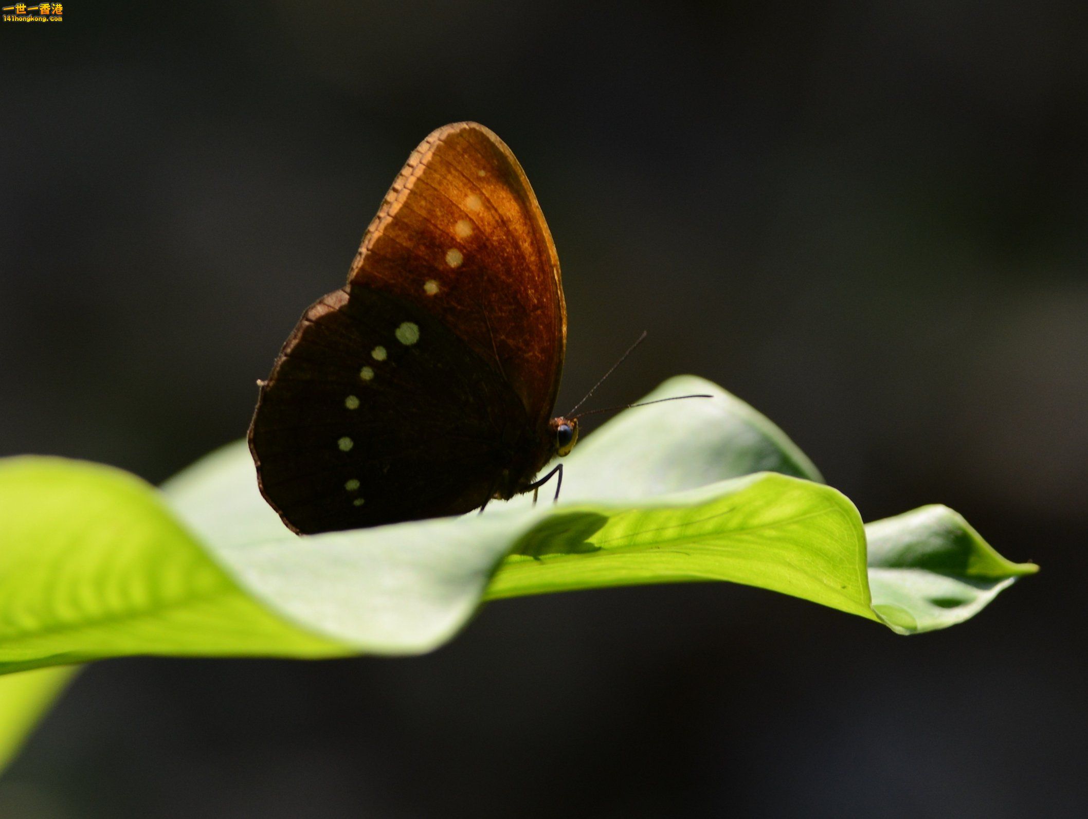DSC_5118.JPG