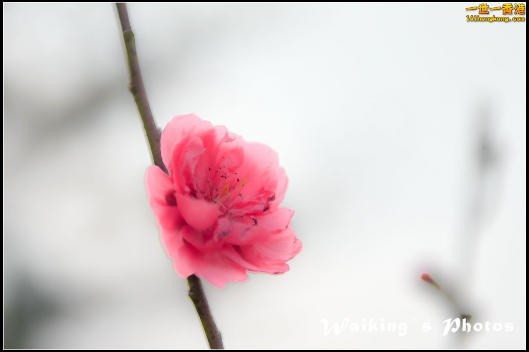 150124 Peach Blossom - 0007.jpg