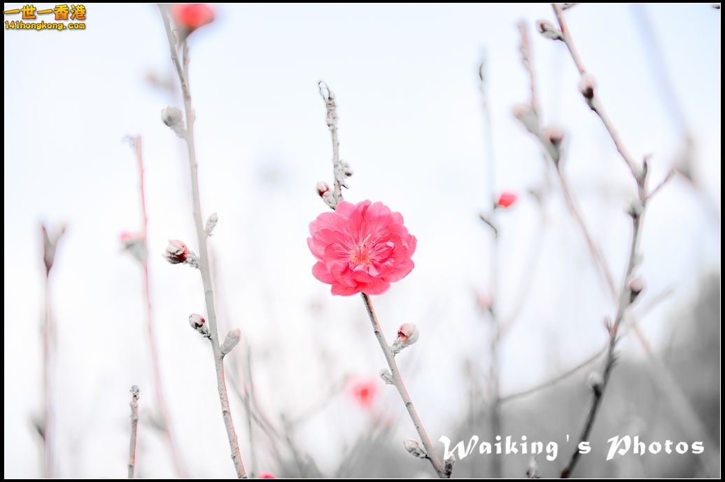150124 Peach Blossom - 0011.jpg