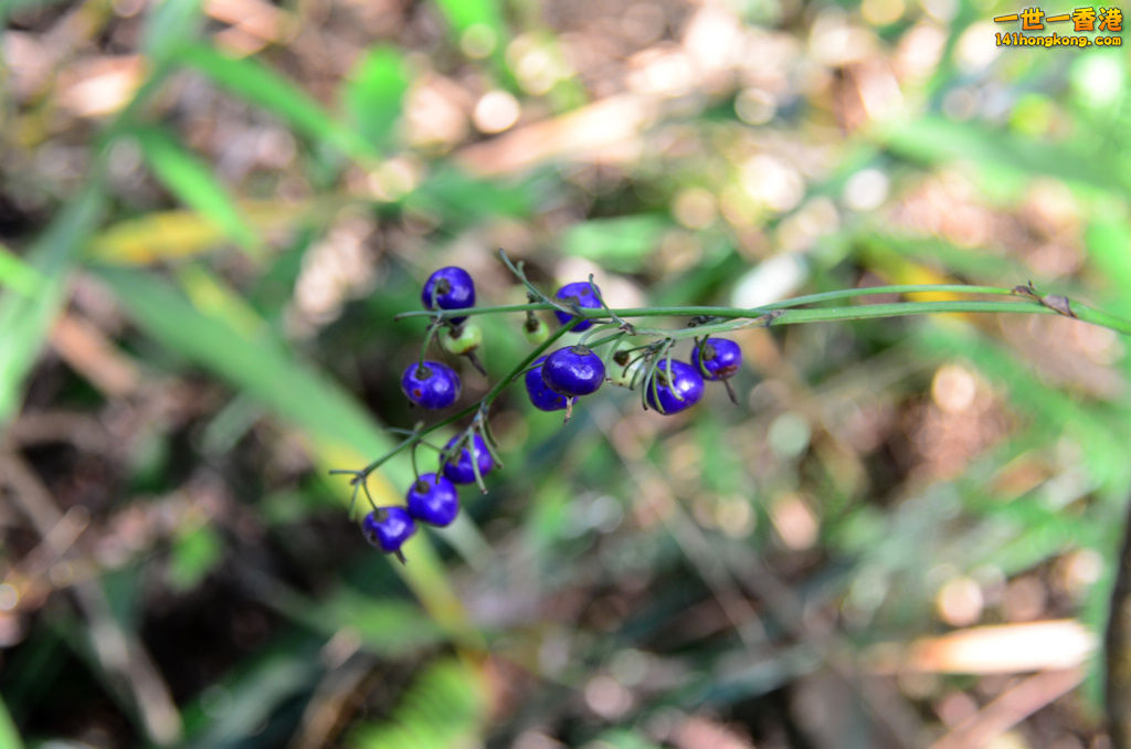 DSC_1186.jpg