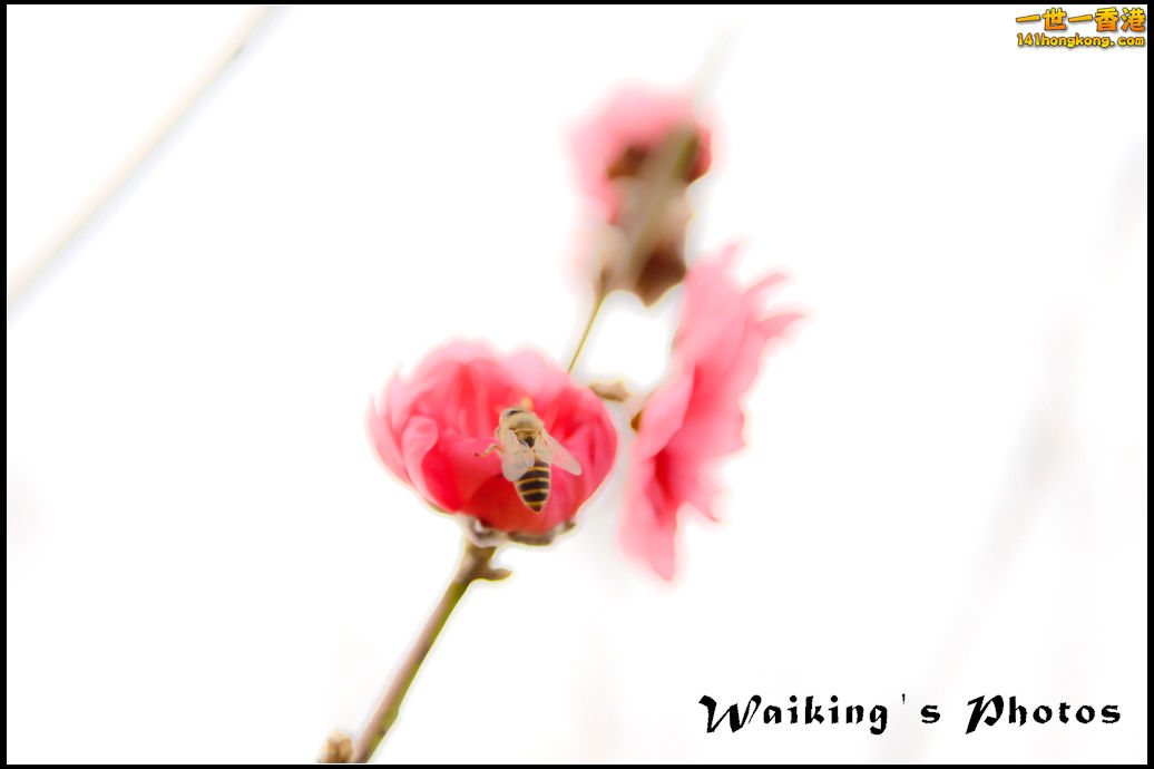 150124 Peach Blossom - 0017.jpg