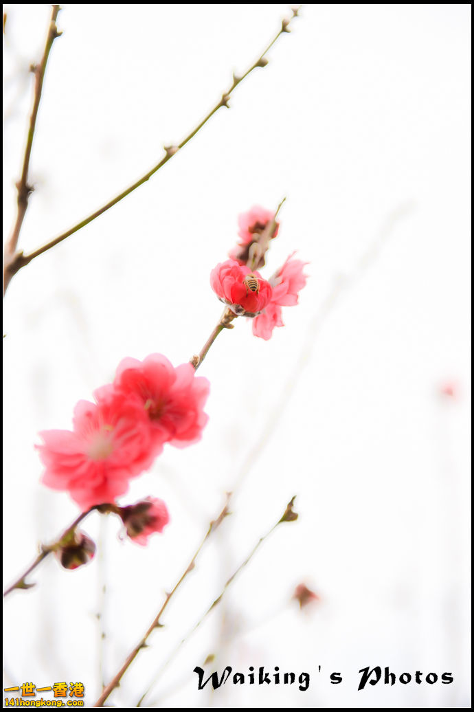 150124 Peach Blossom - 0018.jpg