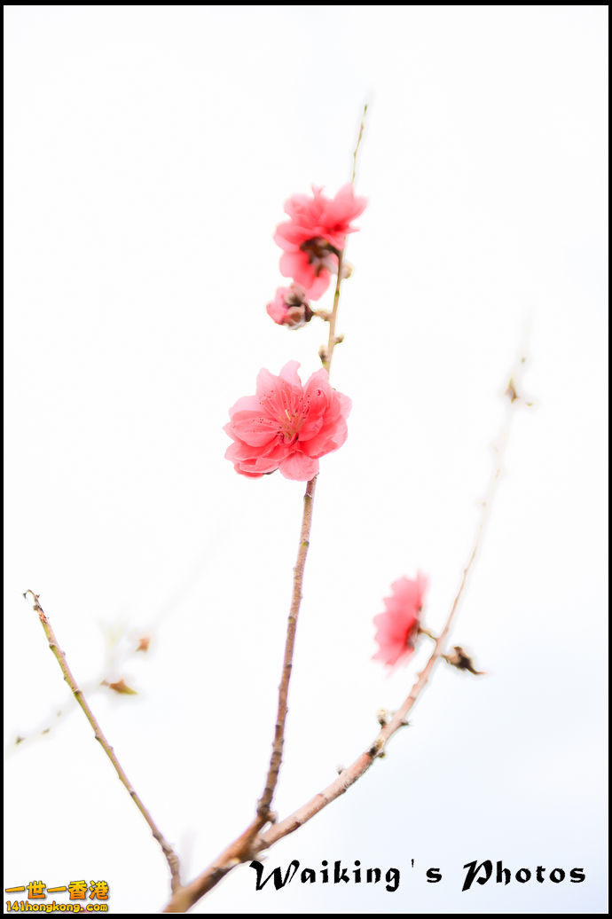 150124 Peach Blossom - 0019.jpg