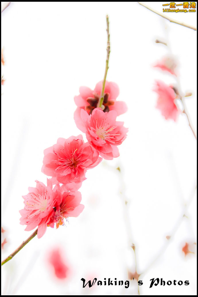 150124 Peach Blossom - 0020.jpg