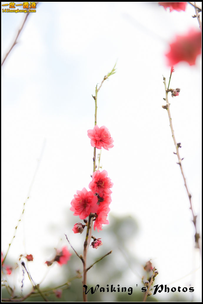 150124 Peach Blossom - 0021.jpg