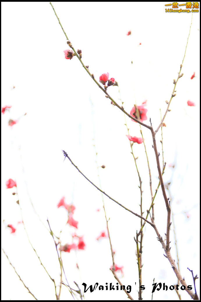 150124 Peach Blossom - 0022.jpg