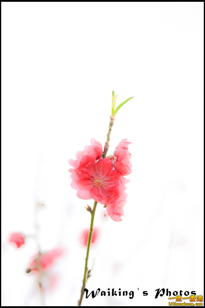 150124 Peach Blossom - 0023.jpg