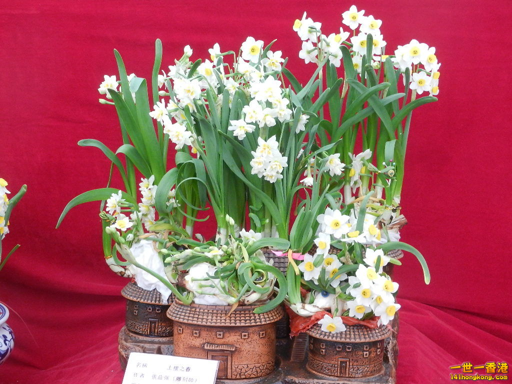 DSCN8616.JPG