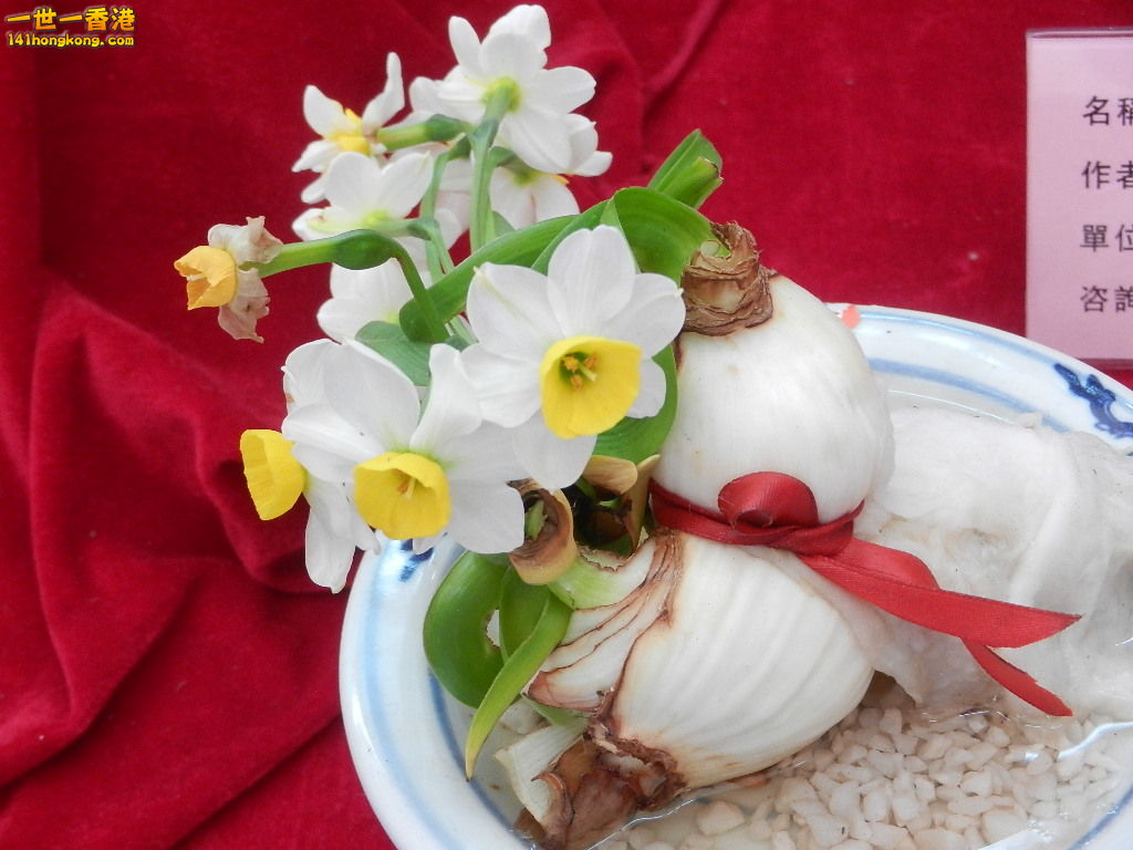 DSCN8617.JPG