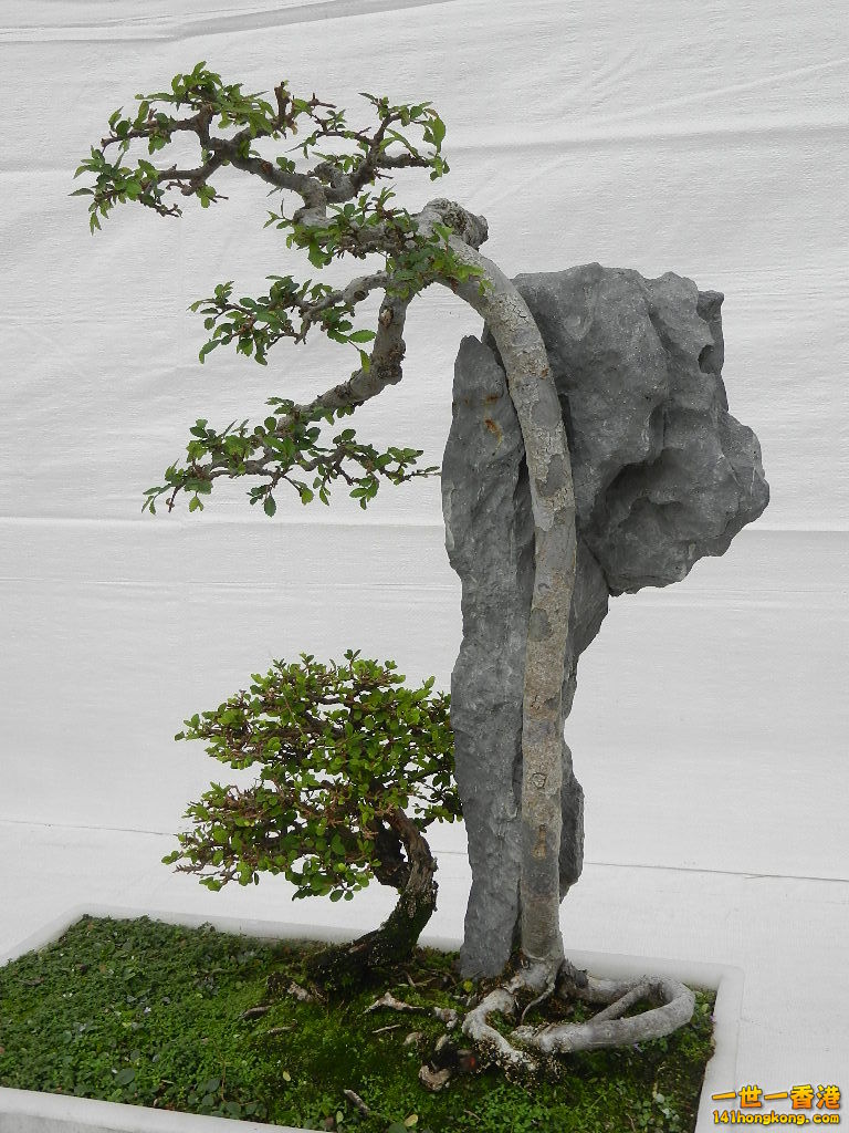 DSCN8633.JPG