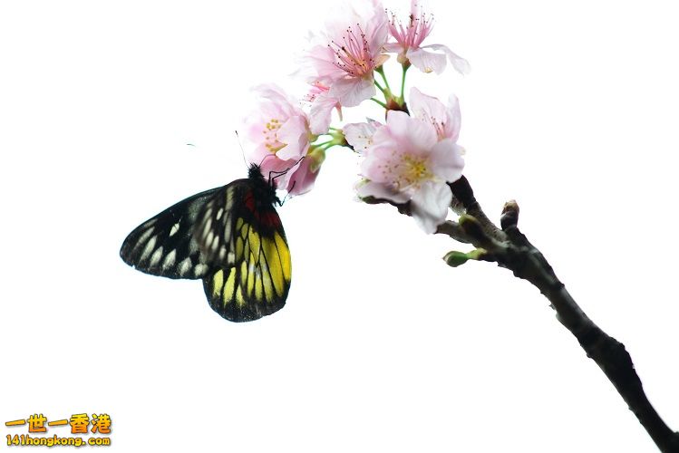 CSC_5479.jpg