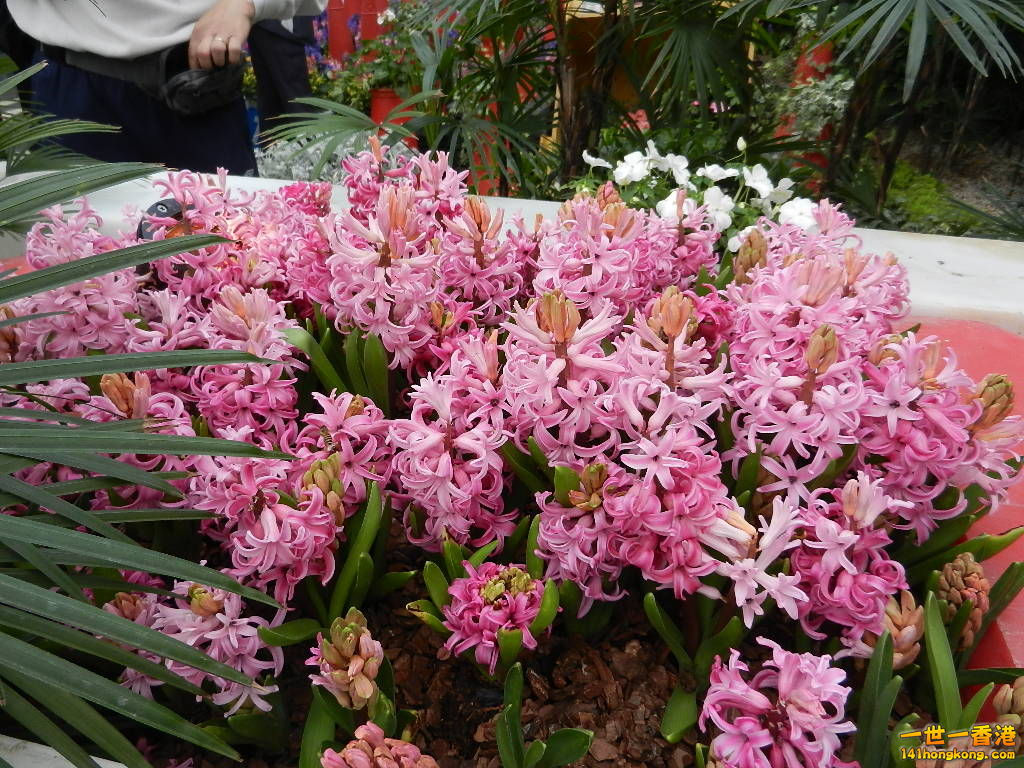 DSCN5420.JPG