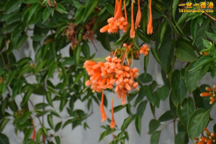 DSC_0076.JPG