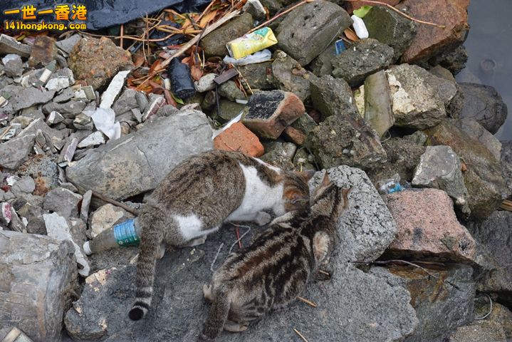 DSC_0135.JPG