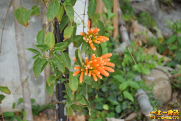 DSC_0073.JPG