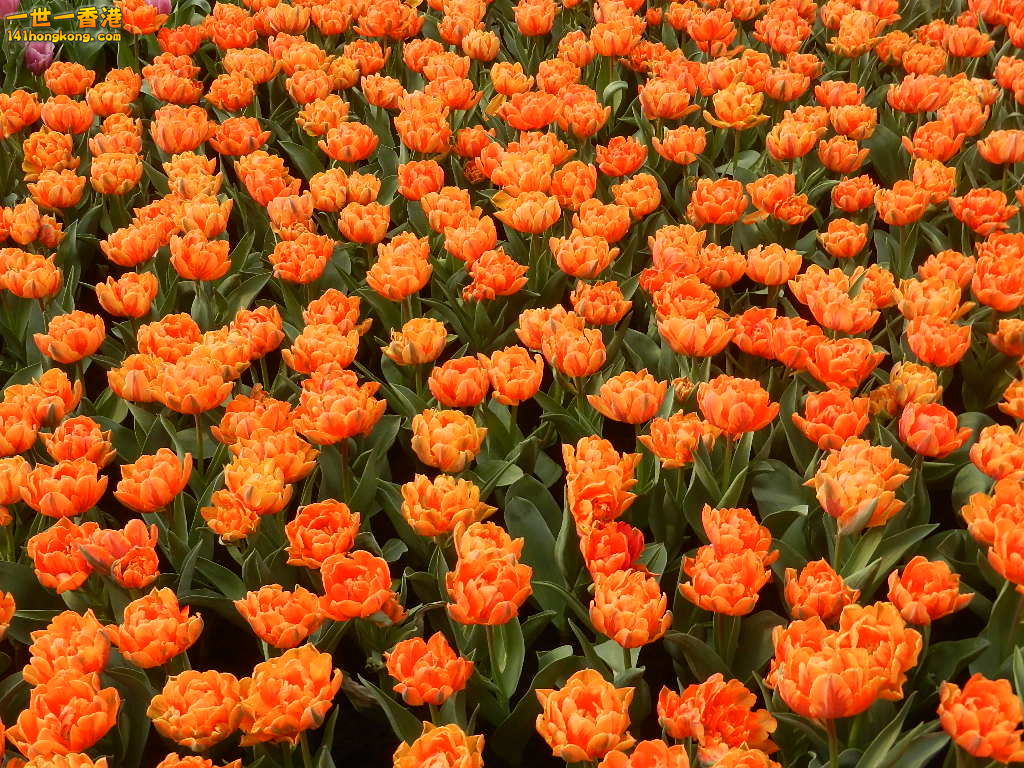 DSCN4704.JPG