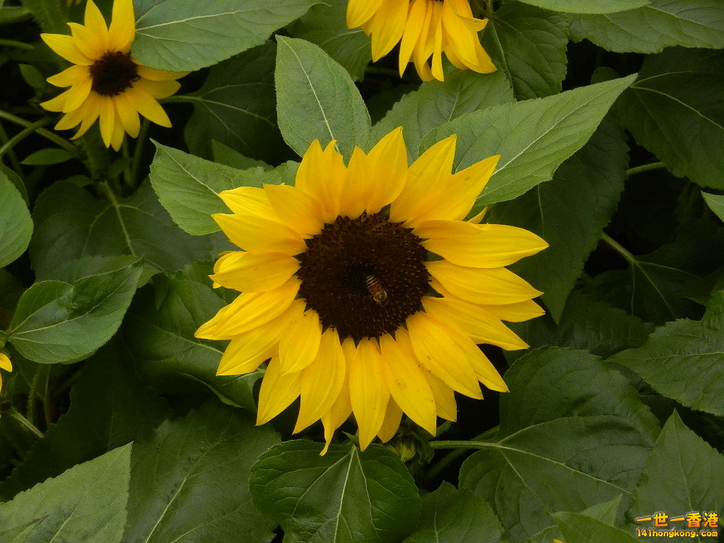DSCN4750.JPG